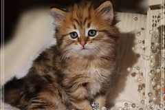 Aragon-Liebeshof-black-golden-classic-tabby-6-Wochen-alt.-Sibirische-Katzen-Liebeshof