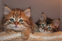 Aragon-Liebeshof-black-golden-classic-tabby-8-Wochen-alt.-Sibirische-Katzen-Liebeshof-III