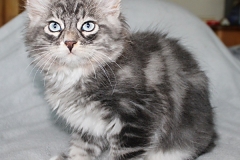 Arceus-Liebeshof-blue-silver-classic-tabby-white-11-Wochen-alt.-www.sibirische-katzen-hamburg.de-I