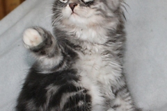 Arceus-Liebeshof-blue-silver-classic-tabby-white-11-Wochen-alt.-www.sibirische-katzen-hamburg.de-II