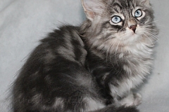 Arceus-Liebeshof-blue-silver-classic-tabby-white-11-Wochen-alt.-www.sibirische-katzen-hamburg.de-III