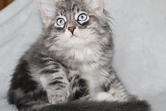 Arceus-Liebeshof-blue-silver-classic-tabby-white-11-Wochen-alt.-www.sibirische-katzen-hamburg.de_