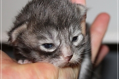 Arceus-Liebeshof-blue-silver-classic-tabby-white-12-Tage-alt.-www.sibirische-katzen-hamburg.de-II-Kopie