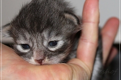 Arceus-Liebeshof-blue-silver-classic-tabby-white-12-Tage-alt.-www.sibirische-katzen-hamburg.de-III-Kopie