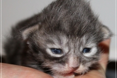 Arceus-Liebeshof-blue-silver-classic-tabby-white-12-Tage-alt.-www.sibirische-katzen-hamburg.de-Kopie