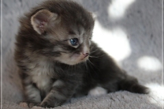 Arceus-Liebeshof-blue-silver-classic-tabby-white-3-Wochen-alt.-www.sibirische-katzen-hamburg.de-III-Kopie