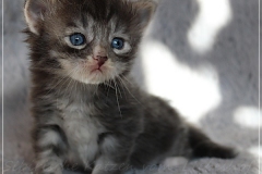 Arceus-Liebeshof-blue-silver-classic-tabby-white-3-Wochen-alt.-www.sibirische-katzen-hamburg.de-IV-Kopie