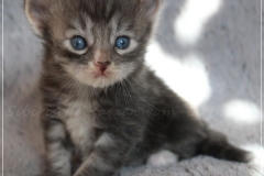 Arceus-Liebeshof-blue-silver-classic-tabby-white-3-Wochen-alt.-www.sibirische-katzen-hamburg.de-Kopie