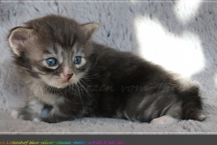Arceus-Liebeshof-blue-silver-classic-tabby-white-3-Wochen-alt.-www.sibirische-katzen-hamburg.de-V-Kopie
