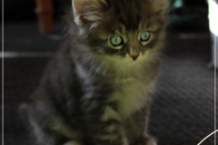 Arceus-Liebeshof-blue-silver-classic-tabby-white-6-Wochen-alt.-www.sibirische-katzen-hamburg.de-I