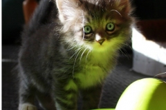 Arceus-Liebeshof-blue-silver-classic-tabby-white-6-Wochen-alt.-www.sibirische-katzen-hamburg.de-II