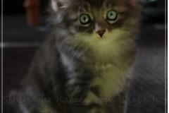 Arceus-Liebeshof-blue-silver-classic-tabby-white-6-Wochen-alt.-www.sibirische-katzen-hamburg.de-III