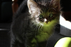 Arceus-Liebeshof-blue-silver-classic-tabby-white-6-Wochen-alt.-www.sibirische-katzen-hamburg.de_