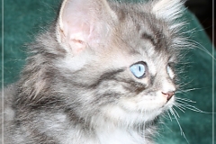 Arceus-Liebeshof-blue-silver-classic-tabby-white-7-Wochen-alt.-www.sibirische-katzen-hamburg.de-I