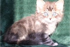 Arceus-Liebeshof-blue-silver-classic-tabby-white-7-Wochen-alt.-www.sibirische-katzen-hamburg.de-II