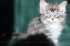 Arceus-Liebeshof-blue-silver-classic-tabby-white-7-Wochen-alt.-www.sibirische-katzen-hamburg.de_