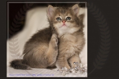Azuro-Liebeshof-blue-golden-tabby-6-Wochen-alt-Sibirischer-Kater-www.sibirische-katzen-hamburg.de-III
