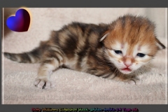 1_Betty-Williams-Liebeshof-black-golden-classic-torbie-14Tage-alt.-www.sibirische-katzen-hamburg.de-IV