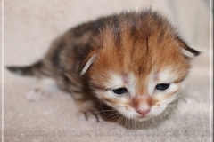 1_Betty-Williams-Liebeshof-black-golden-classic-torbie-14Tage-alt.-www.sibirische-katzen-hamburg.de-V