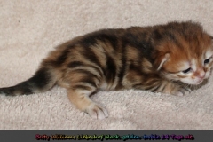 Betty-Williams-Liebeshof-black-golden-classic-torbie-14Tage-alt.-www.sibirische-katzen-hamburg.de-I