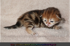 Betty-Williams-Liebeshof-black-golden-classic-torbie-14Tage-alt.-www.sibirische-katzen-hamburg.de-II