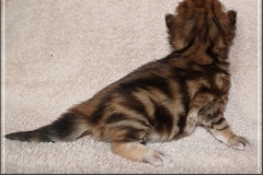 Betty-Williams-Liebeshof-black-golden-classic-torbie-14Tage-alt.-www.sibirische-katzen-hamburg.de-III