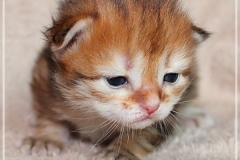Betty-Williams-Liebeshof-black-golden-classic-torbie-14Tage-alt.-www.sibirische-katzen-hamburg.de-VI