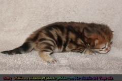 Betty-Williams-Liebeshof-black-golden-classic-torbie-14Tage-alt.-www.sibirische-katzen-hamburg.de_