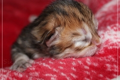 Betty-Williams-Liebeshof-black-golden-classic-torbie-3-Tage-alt.-www.sibirische-katzen-hamburg.de-I-2