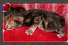 Betty-Williams-Liebeshof-black-golden-classic-torbie-3-Tage-alt.-www.sibirische-katzen-hamburg.de-I