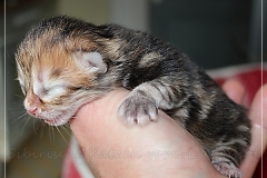 Betty-Williams-Liebeshof-black-golden-classic-torbie-3-Tage-alt.-www.sibirische-katzen-hamburg.de_