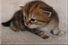 Betty-Williams-Liebeshof-black-golden-classic-torbie-3-Wochen-alt.-II