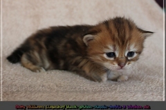 Betty-Williams-Liebeshof-black-golden-classic-torbie-3-Wochen-alt.