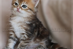 Betty-Williams-Liebeshof-black-golden-classic-torbie-53-Wochen-alt-Sibirische-Katze-golden-I