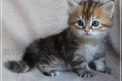 Betty-Williams-Liebeshof-black-golden-classic-torbie-53-Wochen-alt-Sibirische-Katze-golden