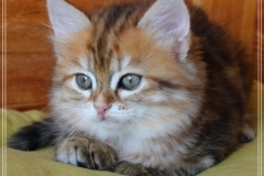 Betty-Williams-Liebeshof-black-golden-classic-torbie-8-Wochen-alt-Sibirische-Katze-golden-I