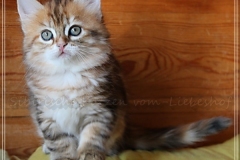 Betty-Williams-Liebeshof-black-golden-classic-torbie-8-Wochen-alt-Sibirische-Katze-golden-II