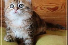 Betty-Williams-Liebeshof-black-golden-classic-torbie-8-Wochen-alt-Sibirische-Katze-golden-III