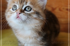 Betty-Williams-Liebeshof-black-golden-classic-torbie-8-Wochen-alt-Sibirische-Katze-golden-IV