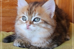 Betty-Williams-Liebeshof-black-golden-classic-torbie-8-Wochen-alt-Sibirische-Katze-golden