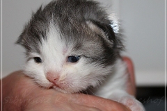 Bisaflor-Liebeshof-blue-silver-classic-tabby-white-12-Tage-alt.-www.sibirische-katzen-hamburg.de-I