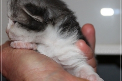 Bisaflor-Liebeshof-blue-silver-classic-tabby-white-12-Tage-alt.-www.sibirische-katzen-hamburg.de-II