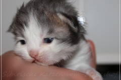Bisaflor-Liebeshof-blue-silver-classic-tabby-white-12-Tage-alt.-www.sibirische-katzen-hamburg.de_