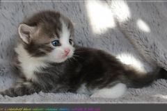 Bisaflor-Liebeshof-blue-silver-classic-tabby-white-3-Wochen-alt.-www.sibirische-katzen-hamburg.de-I