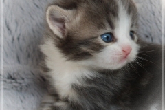 Bisaflor-Liebeshof-blue-silver-classic-tabby-white-3-Wochen-alt.-www.sibirische-katzen-hamburg.de-II