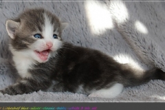 Bisaflor-Liebeshof-blue-silver-classic-tabby-white-3-Wochen-alt.-www.sibirische-katzen-hamburg.de_