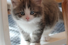 Bisaflor-Liebeshof-blue-silver-classic-tabby-white-6-Wochen-alt.-www.sibirische-katzen-hamburg.de-I