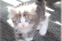Bisaflor-Liebeshof-blue-silver-classic-tabby-white-6-Wochen-alt.-www.sibirische-katzen-hamburg.de-II