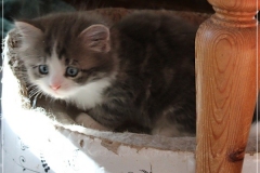 Bisaflor-Liebeshof-blue-silver-classic-tabby-white-6-Wochen-alt.-www.sibirische-katzen-hamburg.de_