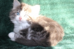 Bisaflor-Liebeshof-blue-silver-classic-tabby-white-7-Wochen-alt.-www.sibirische-katzen-hamburg.de-Altai-DBE-I